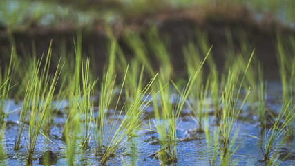 Growing Rice In Green Field