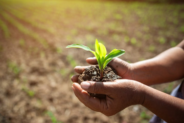 The hands of farmers are going to grow corn seedlings.