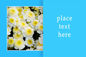 Greeting card with white flowers and light blue background for text_