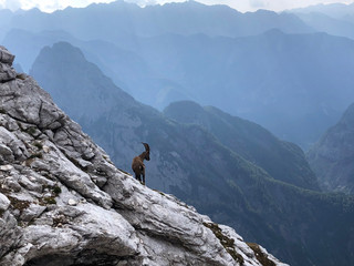 Ibex under Prisojnik peak in Julian Alps, Slovenia