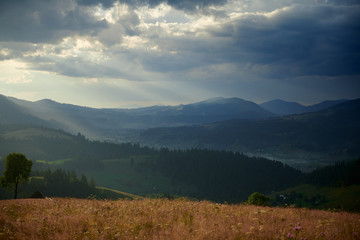 Obraz premium Sunset in carpathian mountains - beautiful summer landscape, spruces on hills, dark cloudy sky and bright sun light, meadow and wildflowers