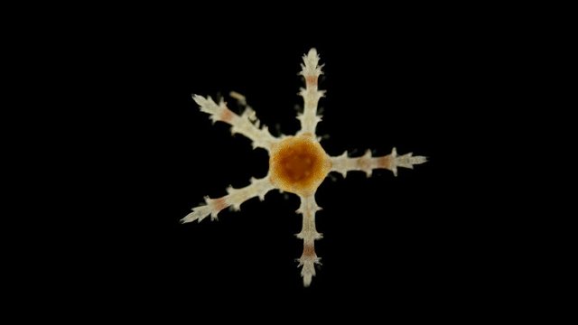 Ophiures under a microscope, similar to Asteroidea (sea star), type Echinodermata, has five symmetrical rays with which it moves along the bottom, the mouth has 5 jaws with dental papillas