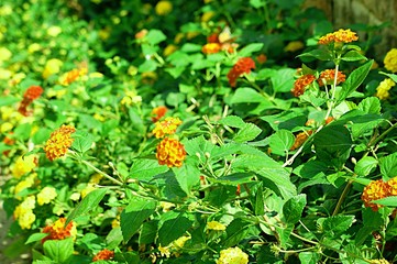 Red-yellow flowers grow in the greenhouse. Very beautiful.