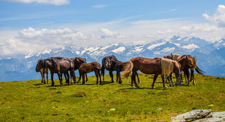 Pferde in den Bergen