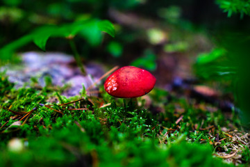 Closeup Bright Red Mushroom Growing In Rich Eco System Forest