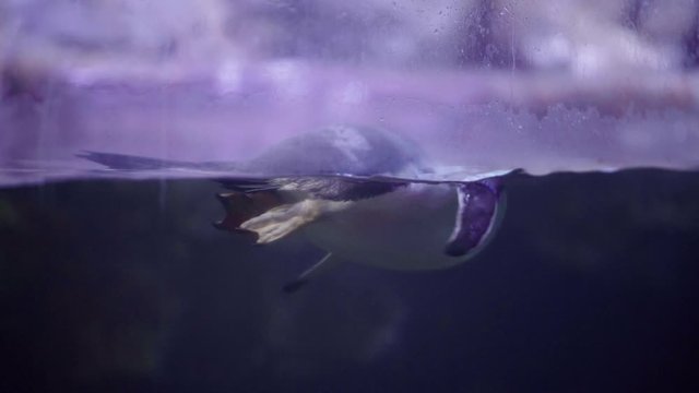 Gentoo penguin floating on belly behind glass panel in zoo, split water medium shot