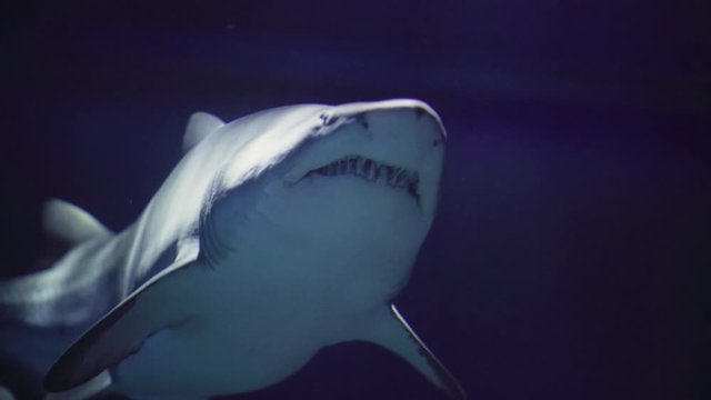 Sand tiger shark swimming in zoo aquarium with caustic rays, close up