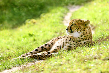 Portrait of a cheetah, wild animals lies on green grass
