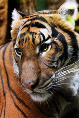 Close-up portrait of a tiger