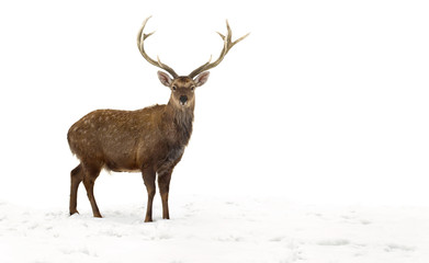 Naklejka na ściany i meble Sika deer ( Cervus nippon, spotted deer ) walking in the snow on a white background