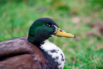 Duck