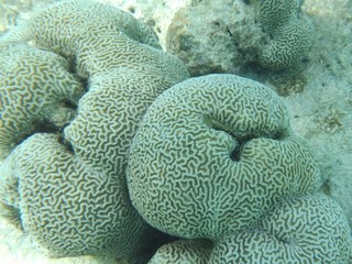 Naklejka na ściany i meble Brain coral in shallow water, Maldives