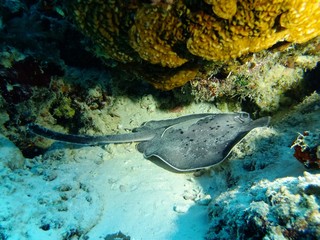 Cow-tail stingray (Pastinachus sephen), Maldives