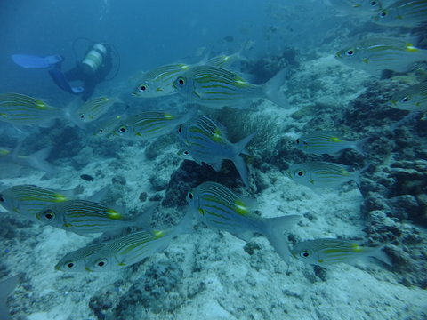 Shoal of striped large-eye bream (Gnathodentex aureolineatus) with a diver in the background, Maldives