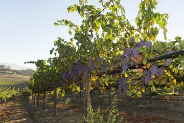 Fototapeta na wymiar Grapevines Growing In A Vineyard
