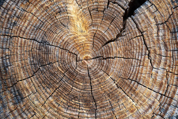 Cross section of the tree. Transverse section. Background.