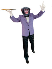 chimpanzé habillé en homme, veste mauve , serveur, drôle, chef, cook restaurent,  aliment, garçon, isolé, maitre d'hôtel, cuisiner, blanc, uniforme, professionnel, boulot, cuisine, personne, cale, mét