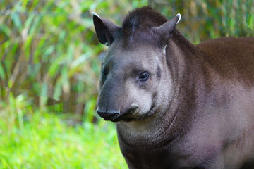 View of a South American Tapir (tapirus) at the Melbourne Zoo