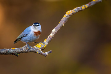 Cute little bird. Autumn nature background. Bird: Krupers Nuthatch. Sitta krueperi.