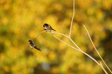 The Asian swallow (Hirundo rustica) is a group of birds chirping from the family Hirundinidae characterized by their adaptation to hunting for food in the air.