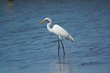 The great egret (Ardea alba) is a species of bird from the family Ardeidae, of the genus Egretta. This bird is a type of fish-eating birds, shrimp that have habitat in mangroves and sand, rice fields.