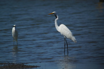 The great egret (Ardea alba) is a species of bird from the family Ardeidae, of the genus Egretta. This bird is a type of fish-eating birds, shrimp that have habitat in mangroves and sand, rice fields.