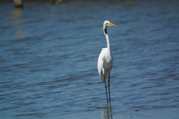The great egret (Ardea alba) is a species of bird from the family Ardeidae, of the genus Egretta....