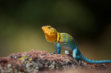 Eastern Collared Lizard ... this is a wild, natural lizard, not a pet