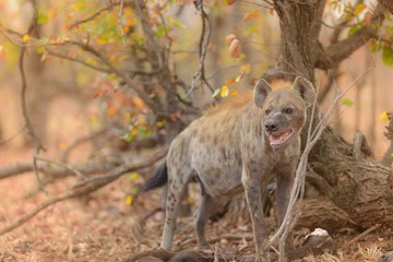 Gros plan d& 39 une hyène se nourrissant de sa proie