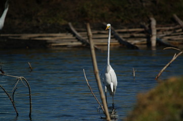 The great egret (Ardea alba) is a species of bird from the family Ardeidae, of the genus Egretta. This bird is a type of fish-eating birds, shrimp that have habitat in mangroves and sand, rice fields.