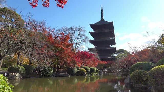 日本 京都 東寺の紅葉と秋景色