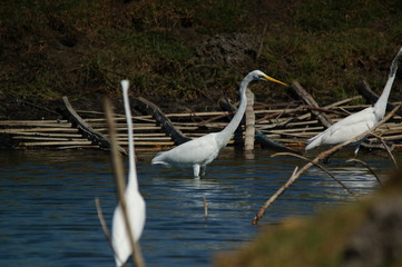 The great egret (Ardea alba) is a species of bird from the family Ardeidae, of the genus Egretta. This bird is a type of fish-eating birds, shrimp that have habitat in mangroves and sand, rice fields.