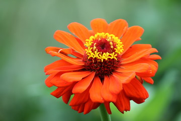 Schöne Blüte einer Zinnie (Zinnia elegans)