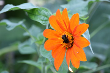 Orange farbige Blüte mit schwarzer Biene 