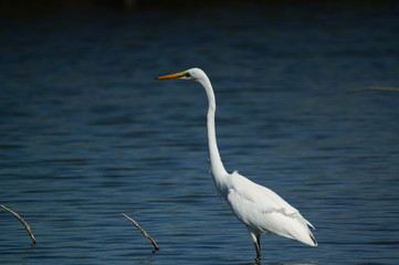 The great egret (Ardea alba) is a species of bird from the family Ardeidae, of the genus Egretta. This bird is a type of fish-eating birds, shrimp that have habitat in mangroves and sand, rice fields.