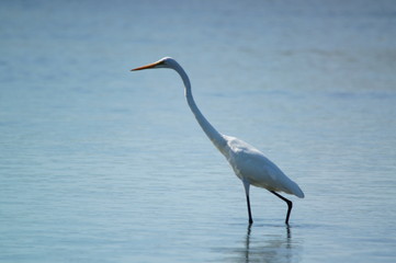 The great egret (Ardea alba) is a species of bird from the family Ardeidae, of the genus Egretta. This bird is a type of fish-eating birds, shrimp that have habitat in mangroves and sand, rice fields.