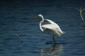 The great egret (Ardea alba) is a species of bird from the family Ardeidae, of the genus Egretta. This bird is a type of fish-eating birds, shrimp that have habitat in mangroves and sand, rice fields.