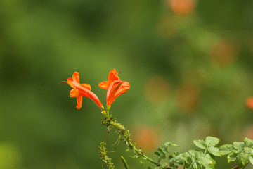 Gardening concept. Beautiful flowers Tecomaria Capensis with dewdrops on green branch over green blurred background in the park. Postcard. Article illustration. Copy space. Selective focus