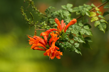 Gardening concept. Beautiful flowers Tecomaria Capensis with dewdrops on green branch over green blurred background in the park. Close up.  Postcard. Article illustration. Copy space. Selective focus