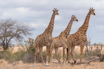 Selective focus shot of three giraffes standing near each other