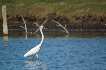 The great egret (Ardea alba) is a species of bird from the family Ardeidae, of the genus Egretta. This bird is a type of fish-eating birds, shrimp that have habitat in mangroves and sand, rice fields.