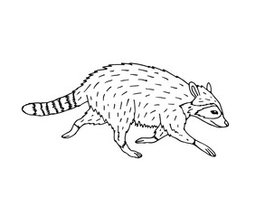 Vector hand drawn doodle sketch raccoon isolated on white background