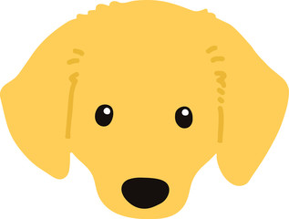 Flat colored golden Miniature Dachshund front head