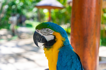 One beautiful yellow blue macaw (Ara ararauna) parrot sitting on a branch. Ubud, Bali, Indonesia.