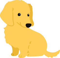 Flat colored golden Miniature Dachshund puppy sitting