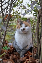 a colorful cat in a bush
