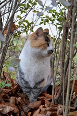Obraz premium a colorful cat in a bush
