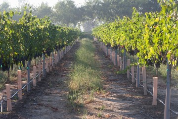 Fototapeta premium 10620057