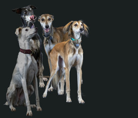 Group of lurchers