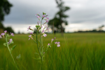 Flor solitaria